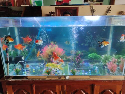 a large aquarium with many different fish in it at U Dara inn in Siem Reap