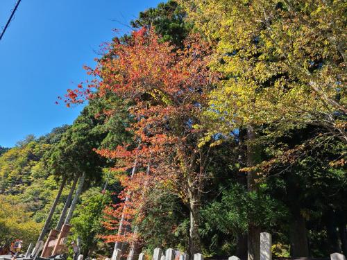 un grupo de árboles con hojas de colores. en Ichimaru Ryokan - Vacation STAY 77709v, en Tenkawa