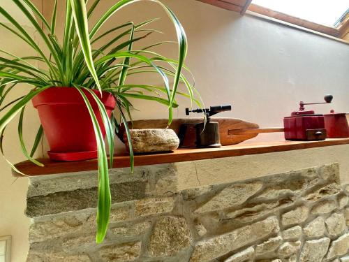 a plant sitting on a shelf next to a stone wall at TY AR STIVELL, l’équilibre entre terre et mer 4-7 personnes à MOELAN SUR MER in Moëlan-sur-Mer