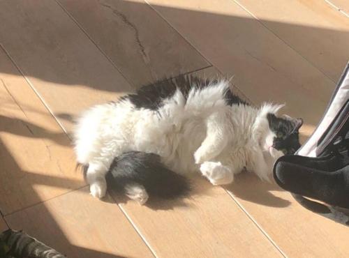 um gato preto e branco deitado no chão em Nice apartment next to the beach em Scheveningen