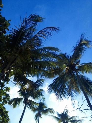two palm trees with the sky in the background at Flat de Irinha Moreré in Cayru