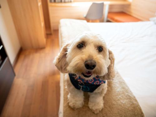 um cão com uma bandana sentada numa cama em ibis Concepcion em Concepción