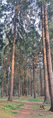 a dog walking through a forest with trees at Nessy's Place (sta caravan) in Oude Willem