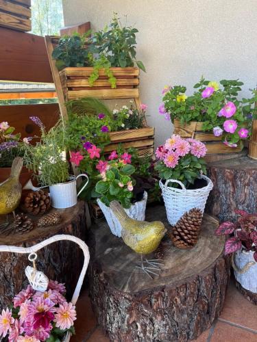 a group of potted plants and flowers on a tree stump at Leśny Dworek Zakopane in Zakopane