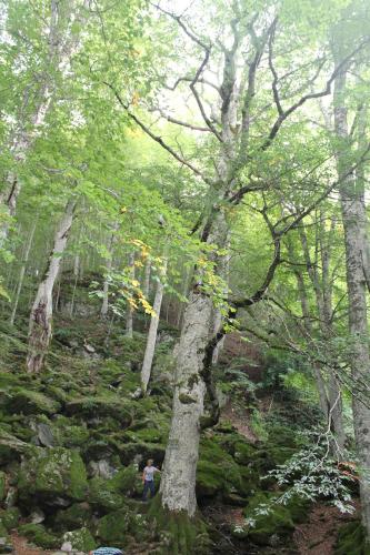 a person walking down a trail in a forest at B&B Villa Sveva in Rocca Imperiale