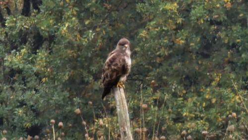 a bird sitting on top of a wooden post at Les Juliannes - Gîte La Pierre Etoilée Piscine Jardin in Paulinet