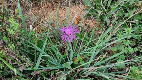 a purple flower in the middle of the grass at Les Juliannes - Gîte La Pierre Etoilée Piscine Jardin in Paulinet