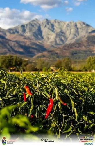 a field of chili peppers with mountains in the background at Las Casas de Lola in Candeleda