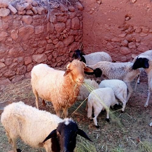a group of sheep eating hay next to a wall at Dar Brahim Resto Beds in Ouarzazate