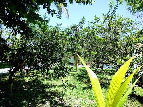 a garden with trees and green grass and plants at Hotel y Museo Aldea Maya Toktli Orígenes - Casa Maya Toh - Alberca, Wifi Starlink, Tour Museo in Izamal