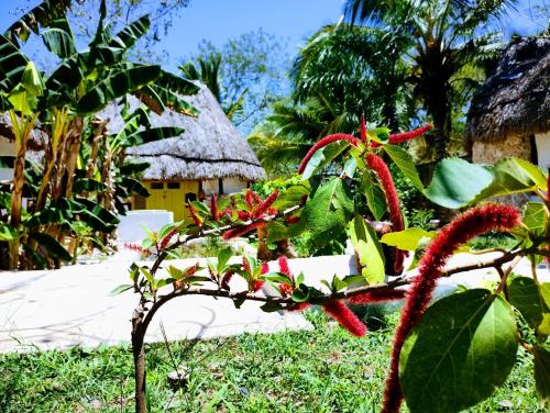 a plant with red flowers in front of a house at Hotel y Museo Aldea Maya Toktli Orígenes - Casa Maya Toh - Alberca, Wifi Starlink, Tour Museo in Izamal