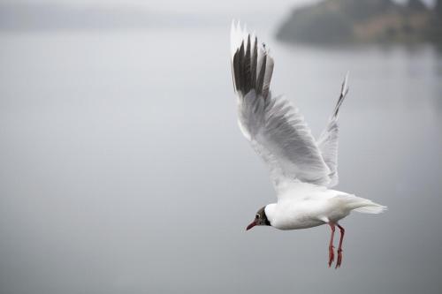 a white bird flying over a body of water at Palafito 1326 Hotel Boutique Chiloé in Castro