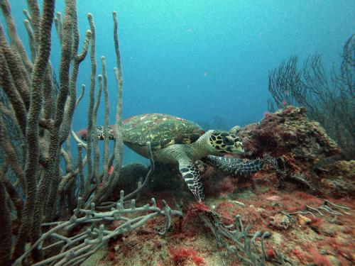 a sea turtle laying on a coral reef at Ocean Lovers Taganga - PADI Dive Center & Hostel in Taganga