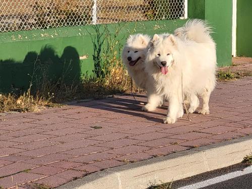 two white dogs walking on a brick sidewalk at EL BALCÓN DE LA PLAZA. in Arévalo