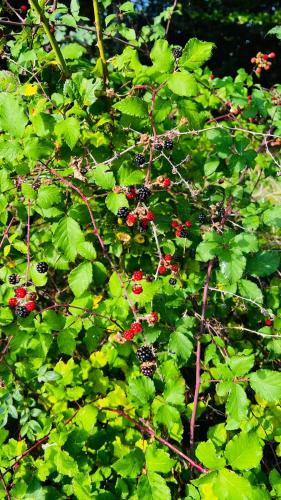 a bunch of green leaves with red berries on a tree at Vila Pepaj Razem in Razëm