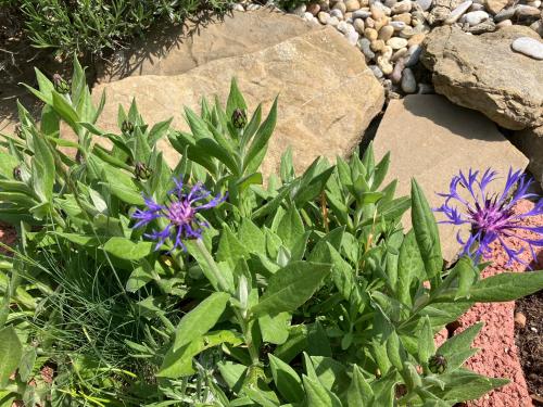 a garden with purple flowers and green plants and rocks at Penzion U Kostela in Kuželov