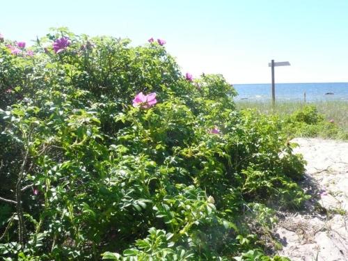 a bush with pink flowers on the beach at Tiny Cozy House in Pärispea