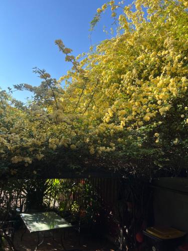 a tree with white flowers growing over a fence at Unique CBD home in Bendigo