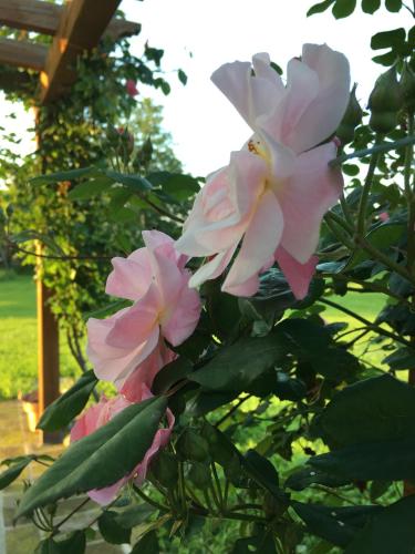 Taman di luar Agriturismo SetteLune