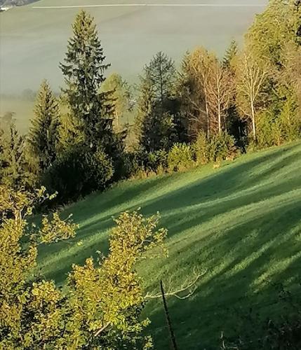 a grassy hill with trees and a green field at Lärchenhaus ,,Unterer Brodl" in Kammersberg