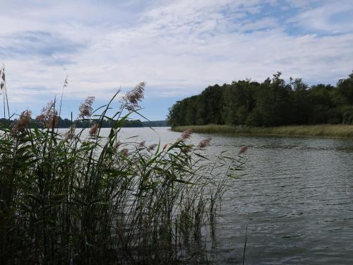 a body of water with tall grass in the foreground at Apartment Am Pälitzsee-1 by Interhome in Strasen