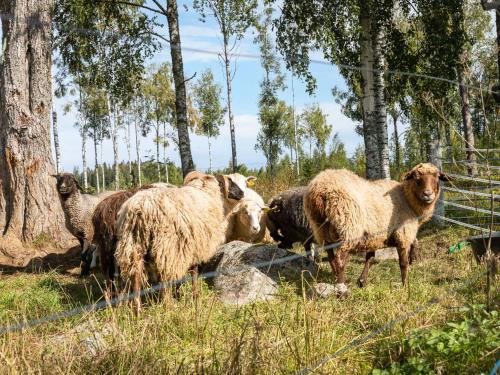 a group of sheep standing in a field at Chalet Långban by Interhome in Filipstad