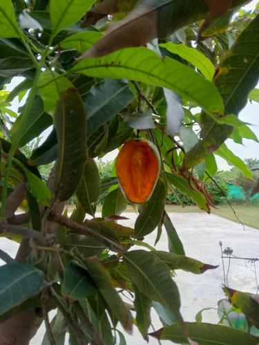 an orange is growing on a tree with leaves at Private room in Retreat by Walias Farm Stay in Sohna