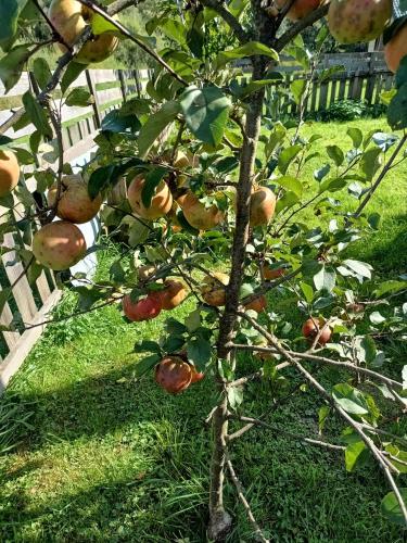 an apple tree with lots of apples on it at Dolina Rosy in Ustrzyki Dolne