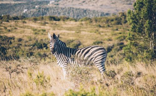a zebra standing in a field of tall grass at Mansfield Private Reserve in Port Alfred