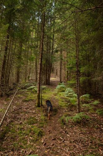 a dog walking down a path in the woods at Planinska kuća Bubi - Tara, Zaovine. in Jezdići