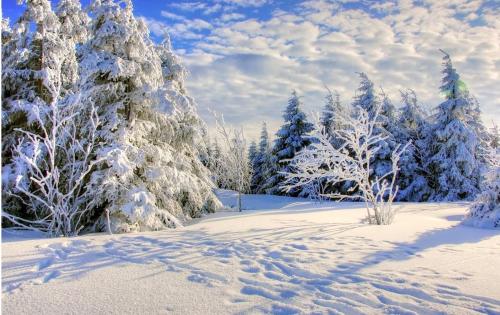 a snow covered forest with snow covered trees and pine needles at Residence Nube D'Argento in Sestriere