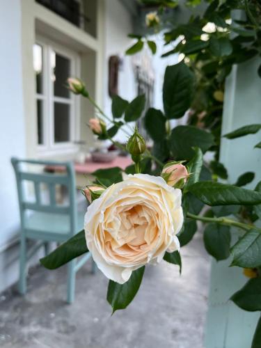 a white rose on a plant with a blue chair at Ferienwohnung Gartenglück in Traunstein