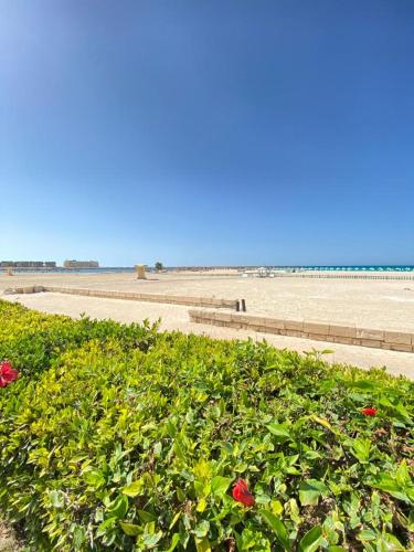a bush with flowers in front of a beach at اول صف على البحر مارينا العلمين الساحل الشمالي 0إ in El Alamein