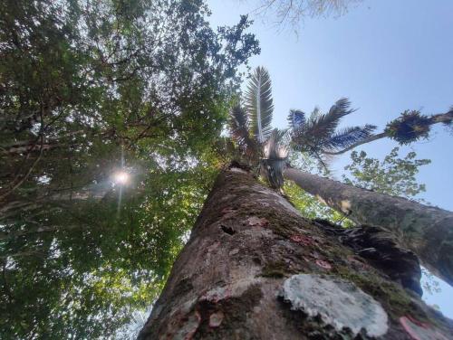 a view of the top of a tree at Casa Enxaimel 02 em Pomerode in Pomerode