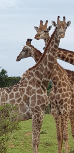 a group of giraffes standing next to each other at Valley Bushveld Country Lodge in Addo