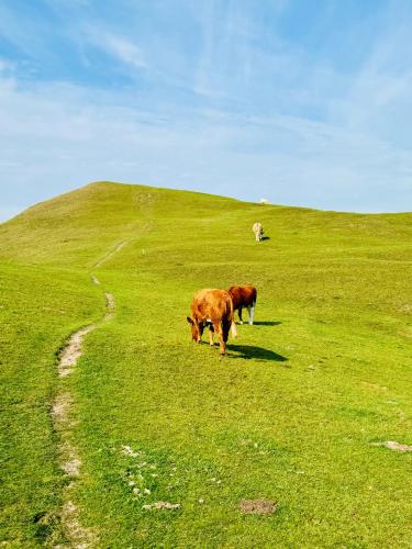 two cows grazing in a field of green grass at Kåseberga Hideout in Kåseberga