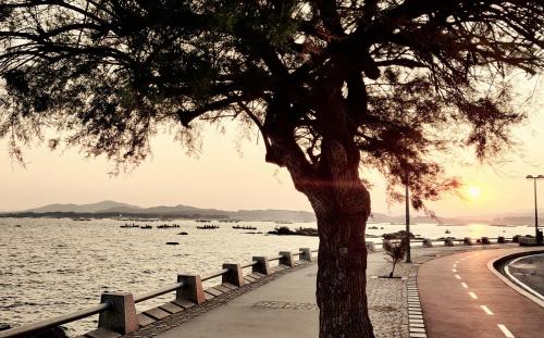 a tree on a sidewalk next to a body of water at Piso Vacacional Carballeira in O Grove
