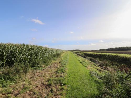 a field of corn with a dirt road at Swallow's Nest in Gainsborough