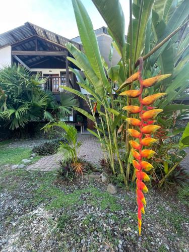 a plant with orange flowers in front of a building at Perla Negra Beachfront in Puerto Viejo