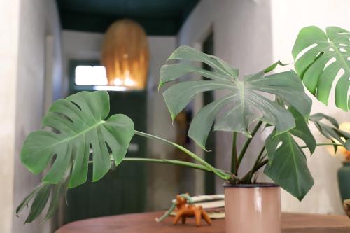 Φωτογραφία από το άλμπουμ του Nuik Casa Tropical σε Mérida