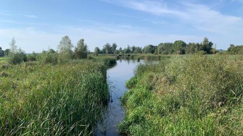 a river in the middle of a field with tall grass at 't Paviljoenhûs bij Sneekermeer in Offingawier
