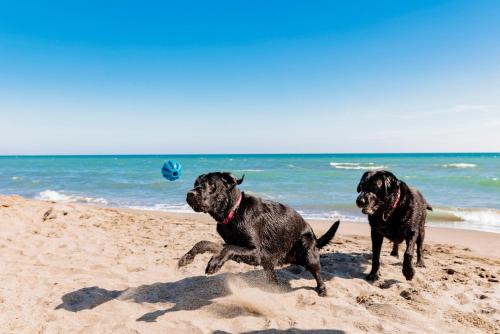 two dogs playing in the sand on the beach at Gitavillage Club degli Amici in Pescia Romana