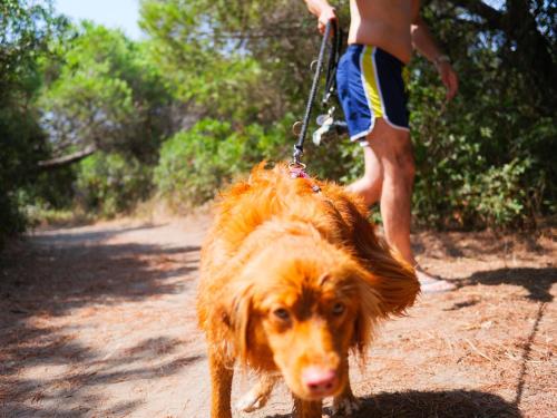 a person walking a dog on a leash at Gitavillage Club degli Amici in Pescia Romana
