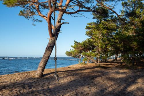 um balanço numa árvore na praia em Rooslepa seaside getaway em Rooslepa