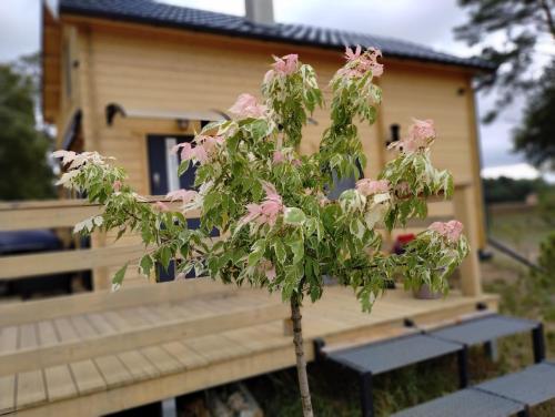 a small tree with pink flowers in front of a house at Domek Na Winklu in Skrzynka