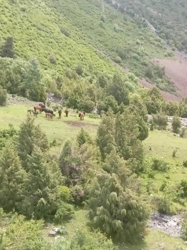 un grupo de caballos pastando en un campo en Nurbol 