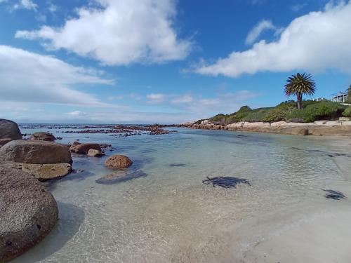 a beach with rocks and a palm tree in the water at Bonne Esperance, Simon's Town in Simonʼs Town