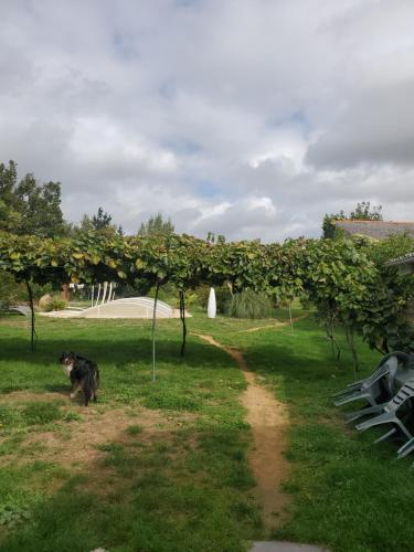 un chien debout dans l'herbe sous une bande de raisins dans l'établissement Chambre 25m2 avec salle de douche, à Saint-André-de-la-Marche