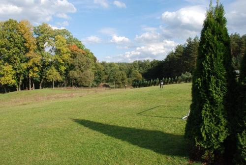 a tree in the middle of a grass field at Natura Apartamenty in Swaderki