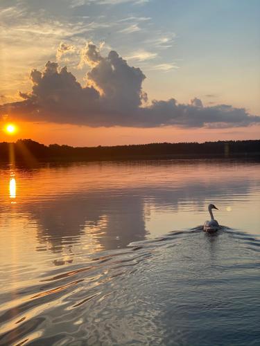 a swan swimming in a lake at sunset at Ławka i Sielawka - dom nad jeziorem z prywatnym pomostem in Tomaszkowo